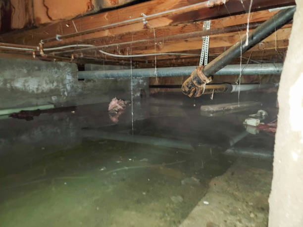 Best Flood damage cleanup  in Pomeroy, OH