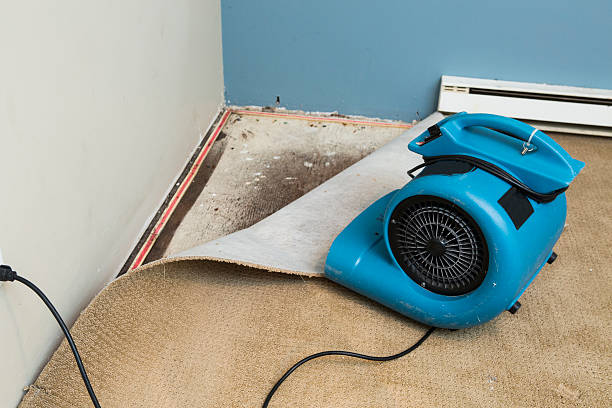 Best Mold removal after water damage  in Pomeroy, OH